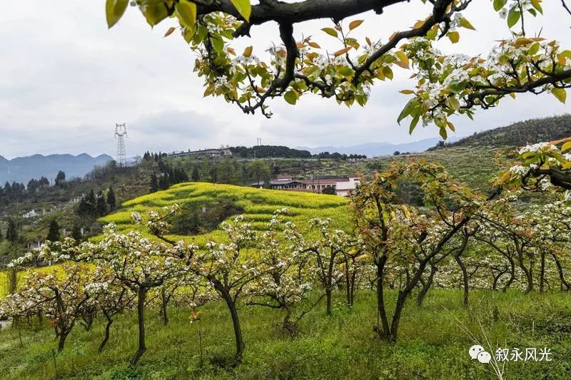 千树万树梨花开风景欣赏,千树万树梨花开美景可以去哪欣赏