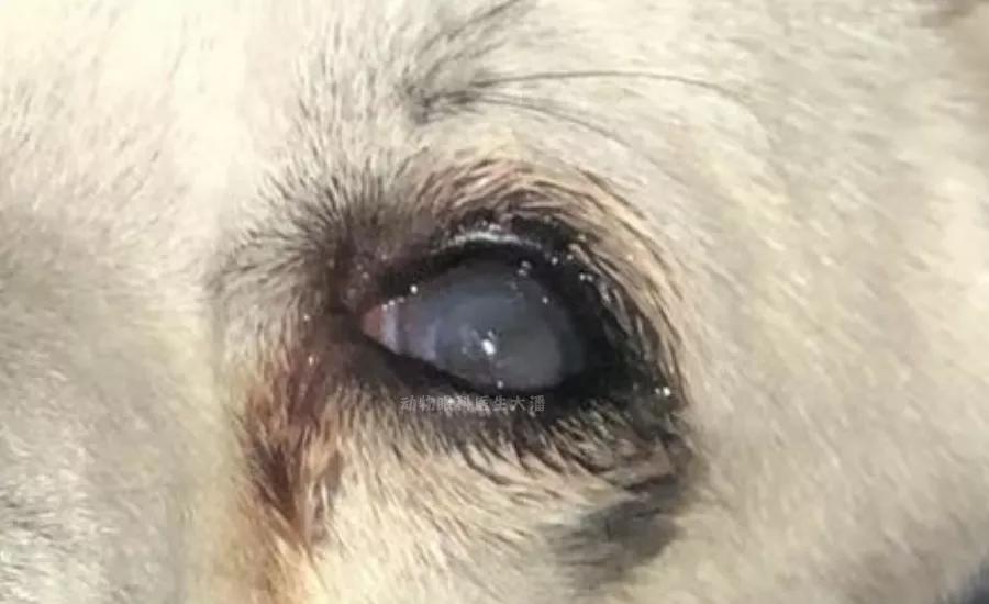 狗狗肠子穿孔了怎么处理,狗狗眼睛穿孔治疗费用