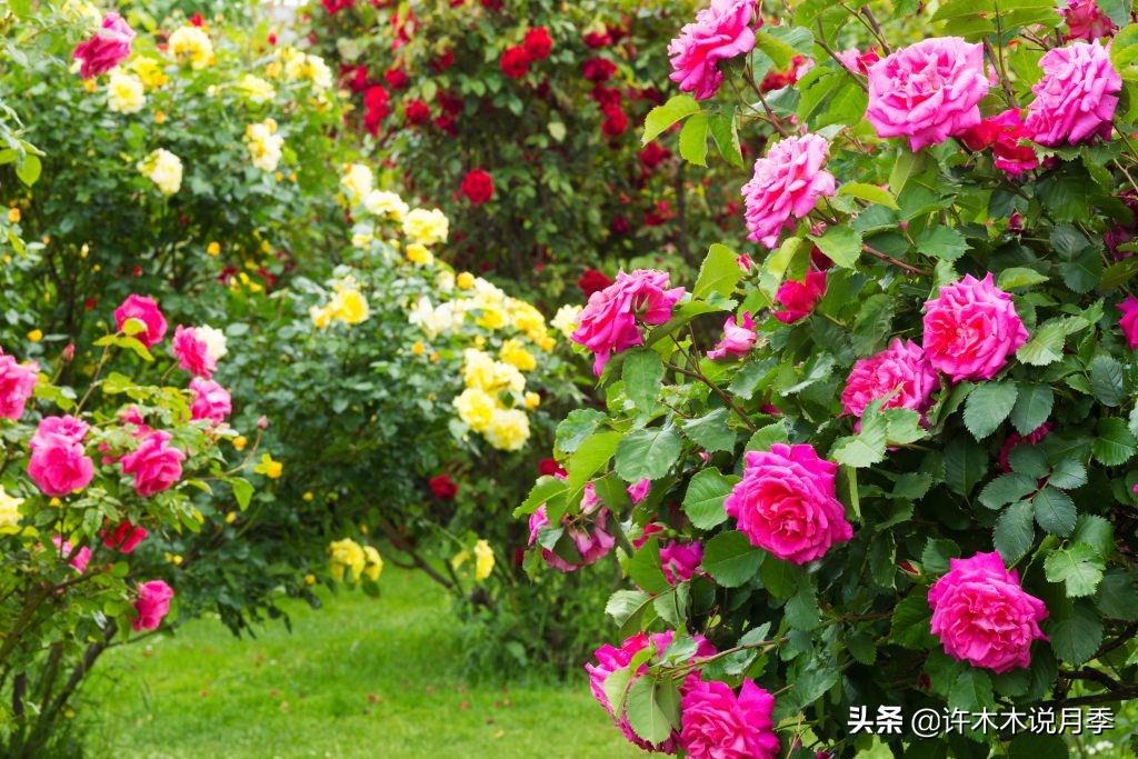 为什么月季养一年就不行了,月季种下去不成活