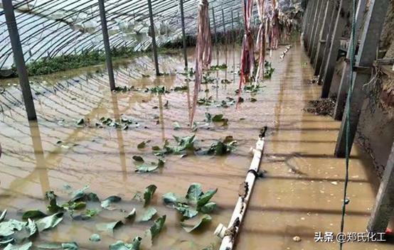 连阴雨天气过后大棚怎么管理,阴雨天大棚苗子管理方法