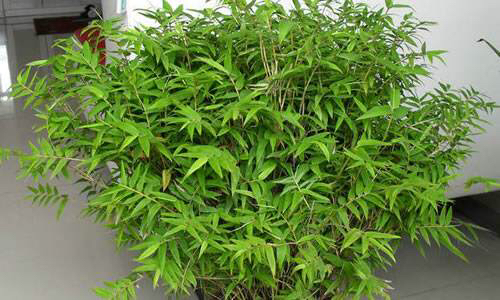 凤尾竹怎么养才会爆盆,盆栽凤尾竹怎么养