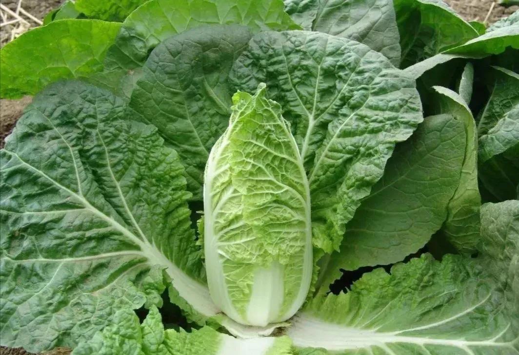 立意新颖的作文范文5篇四年级,立意新颖的作文范文小学