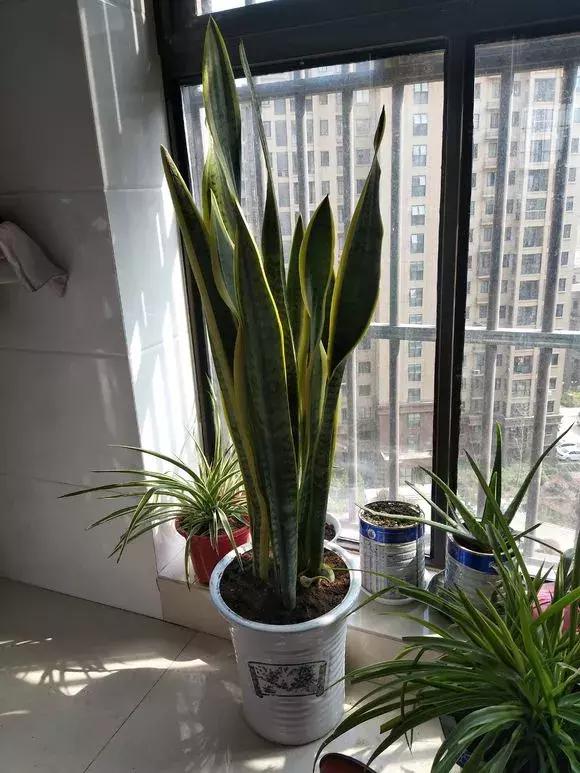 适合卧室养的助眠花,冬季助眠好养的花