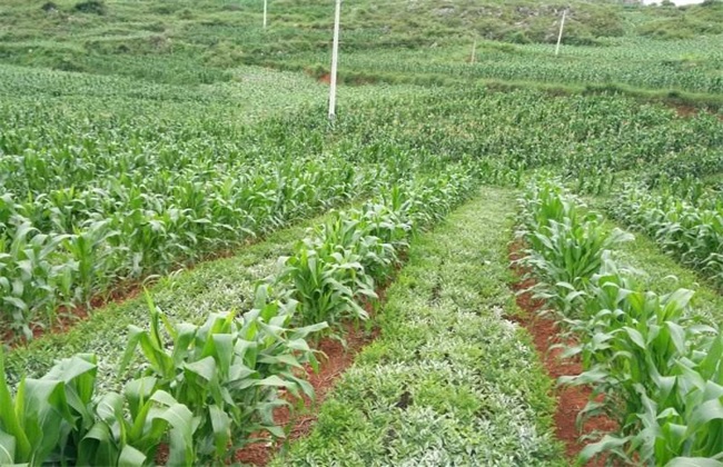 魔芋高产栽培新技术是什么,魔芋种植有哪些技术要点