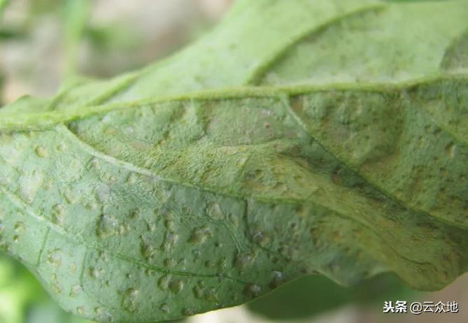 蔬菜发生药害时如何解决,大棚蔬菜药害补救方法