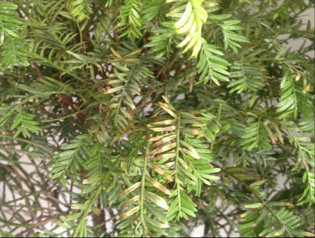 红豆杉黄叶原因及解决方法,家养发财树老黄叶怎么办