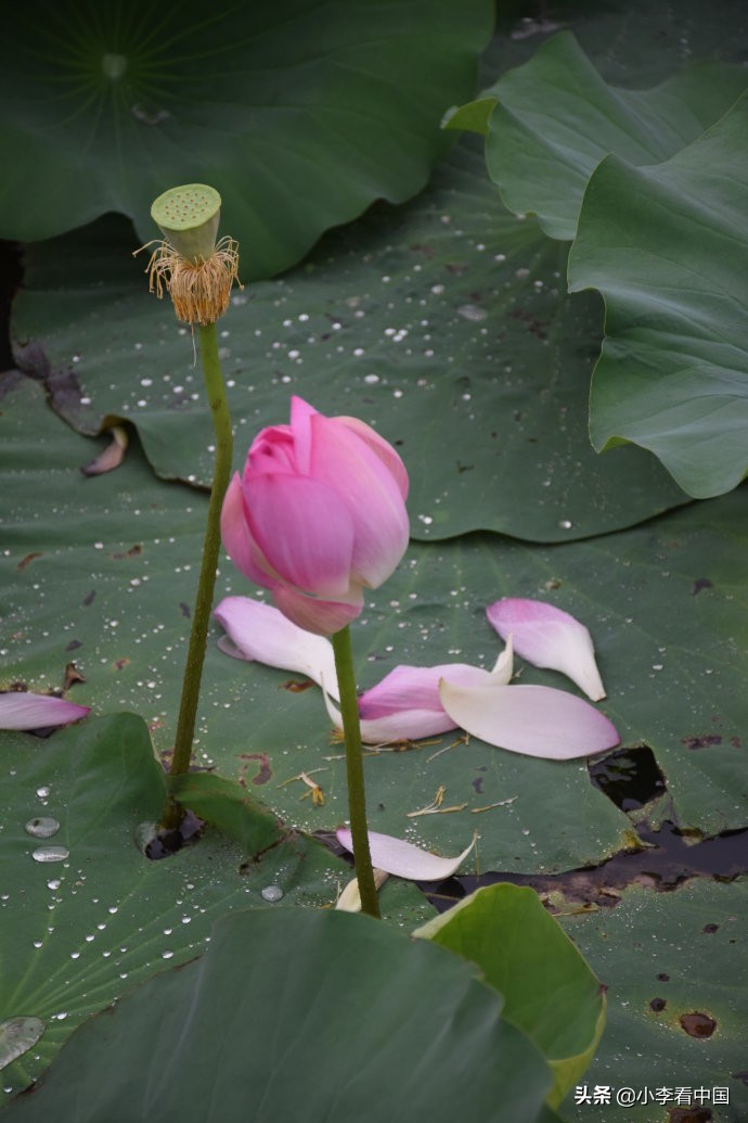 江苏常熟沙家浜旅游攻略,江苏常熟沙家浜地图