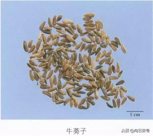 每天一味中草药之牛蒡子,关键时刻能救命的药牛蒡子