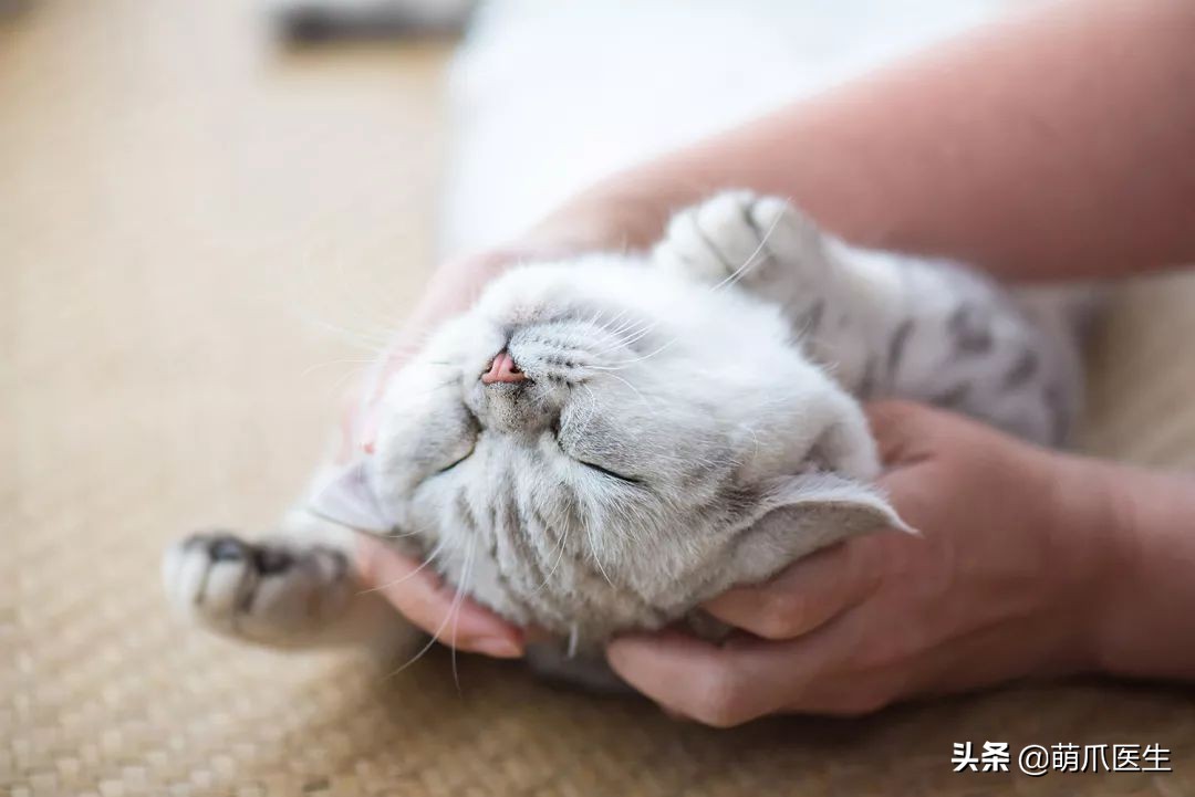 猫咪突然间长了很多黑头,猫咪长黑头是怎么回事