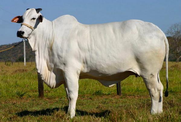 印度牛尿多少钱一杯,印度牛尿饮料比可乐还火爆