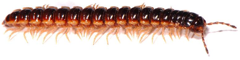 瓢虫害虫和益虫的区别图,益虫害虫有哪些视频