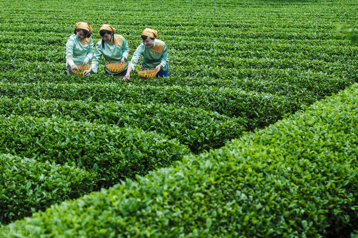 *党**眉清：喝茶让寡淡生活变得丰盈