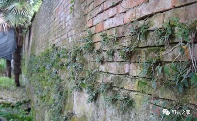 石斛兰用苔藓包着水培不烂根吗,石斛兰花烂根要怎么挽救