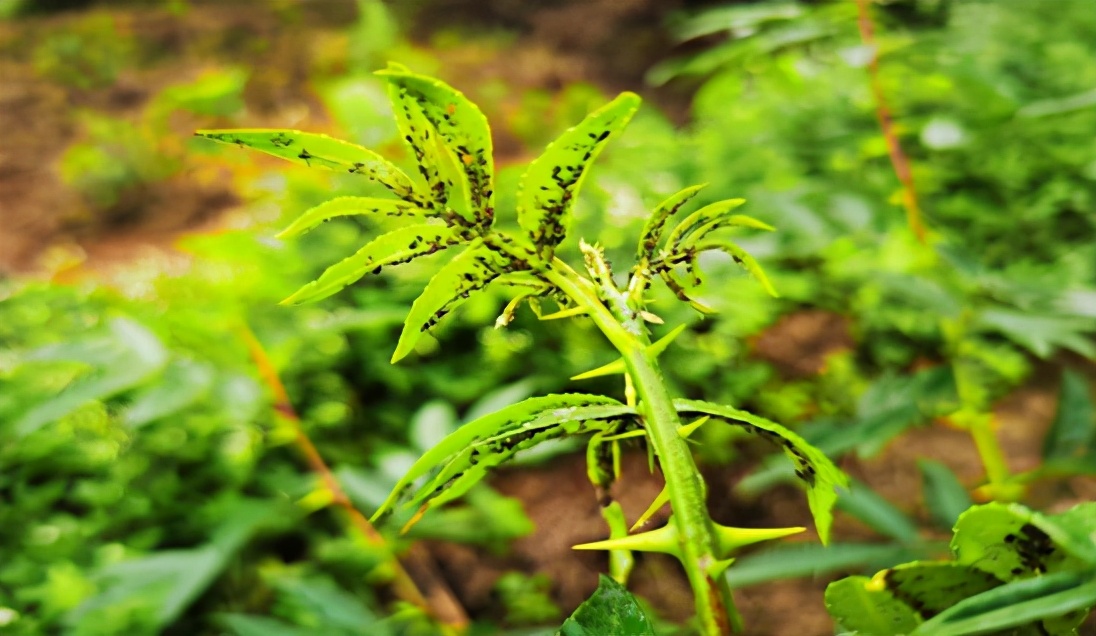 「技术」9-10月青花椒田间管理：连续降雨，警惕病虫害滋生
