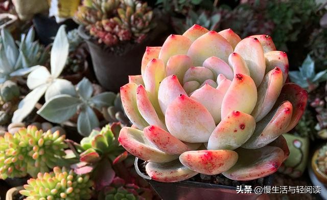 慢生活轻小说免费阅读,慢生活轻阅读