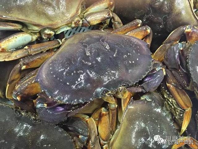 这些诱人的美食你吃过吗,世界上顶级海鲜大全你吃过几种