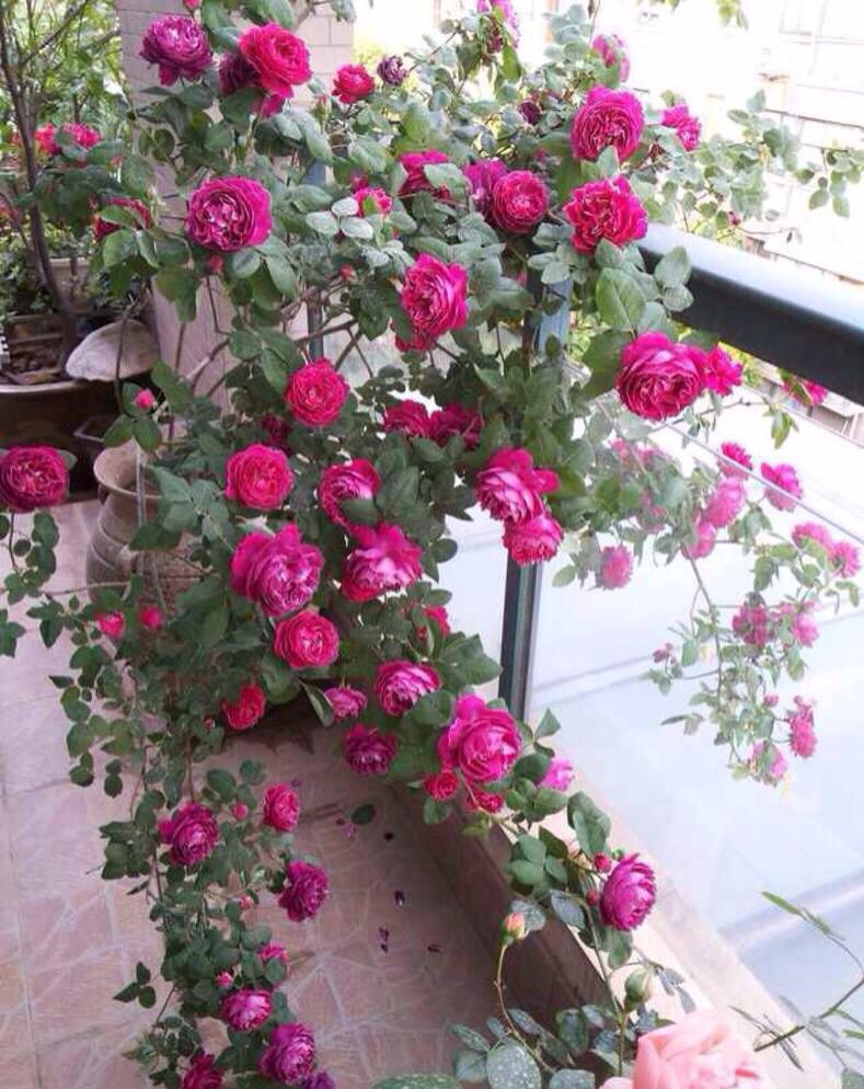 月季不长了怎么办,月季不长花苞如何修剪