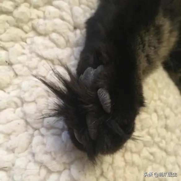 猫每年剃一次毛,可以把猫的毛剃了吗