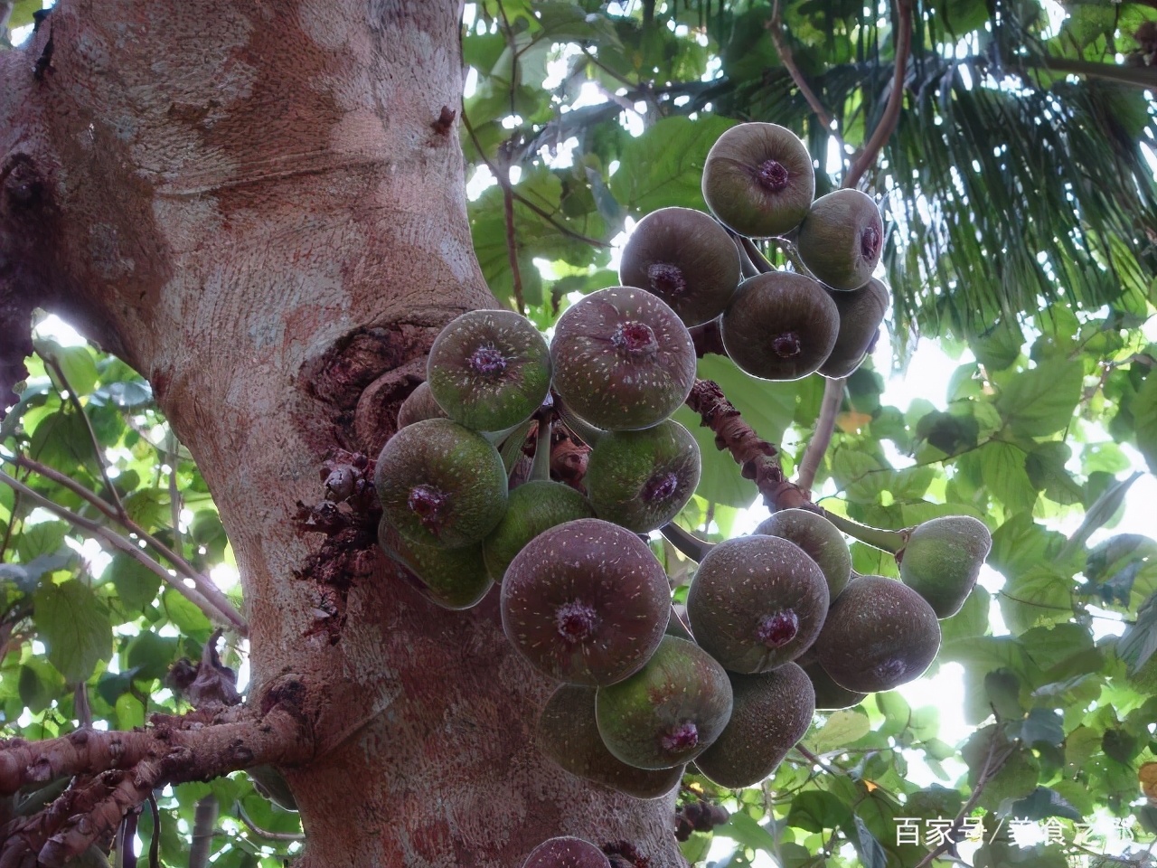 好吃的大斯分享,7：山竹5问