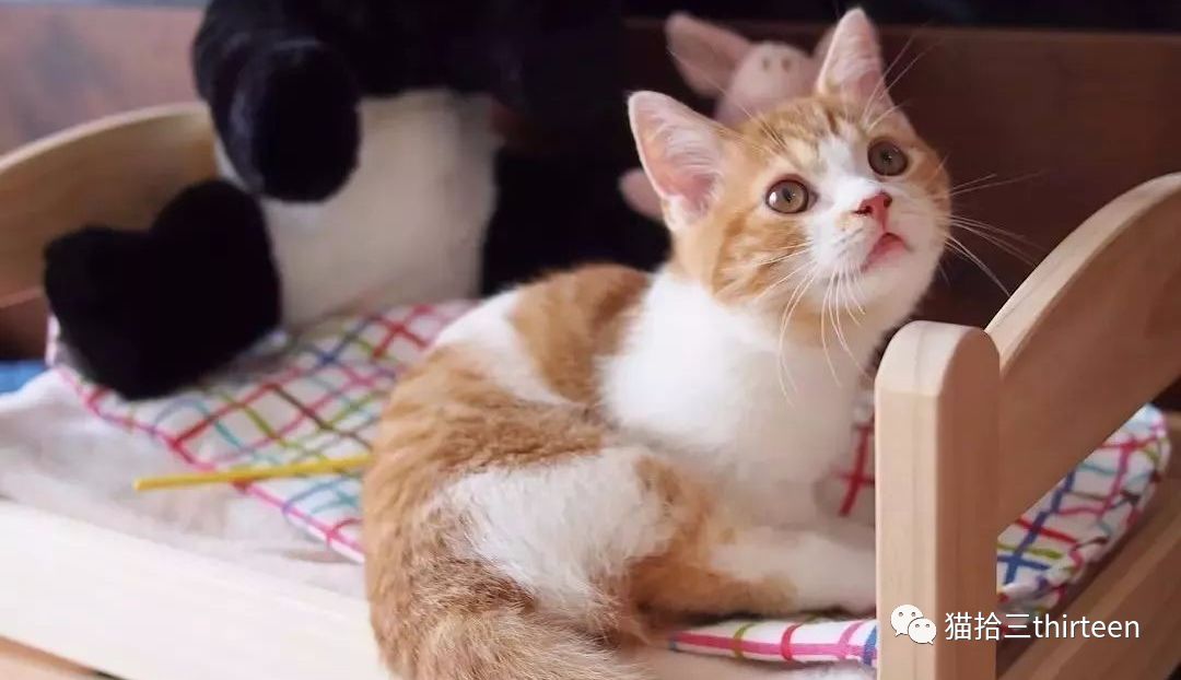 疫情期间,猫咪经常呕吐|并非肠胃问题,便秘尿闭才是罪魁祸首