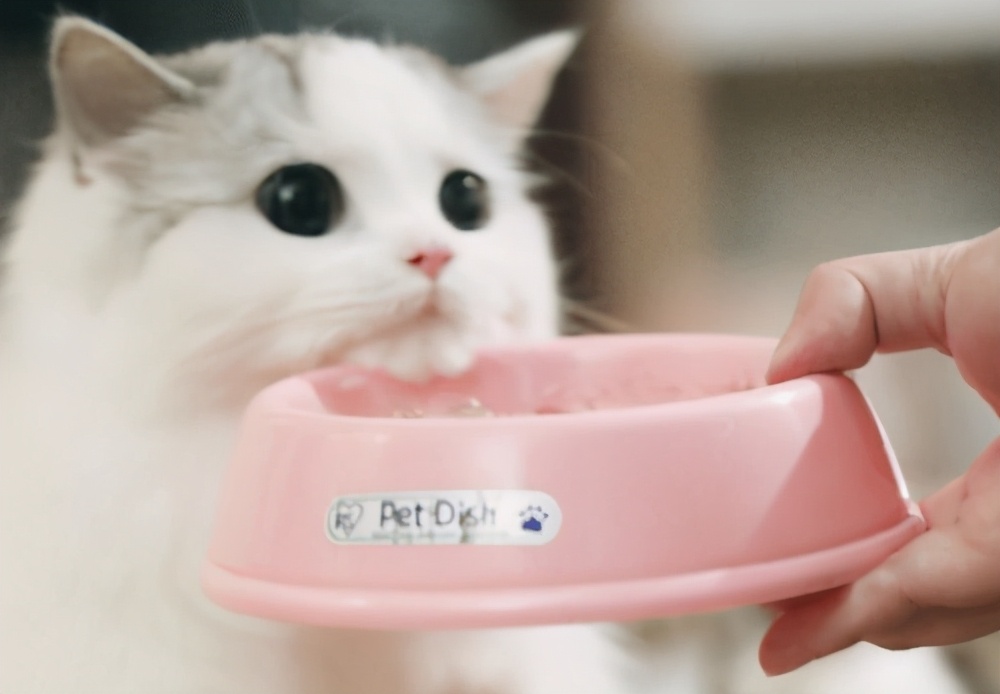 满月小猫咪拉稀是怎么回事儿,满月猫咪拉稀怎么办