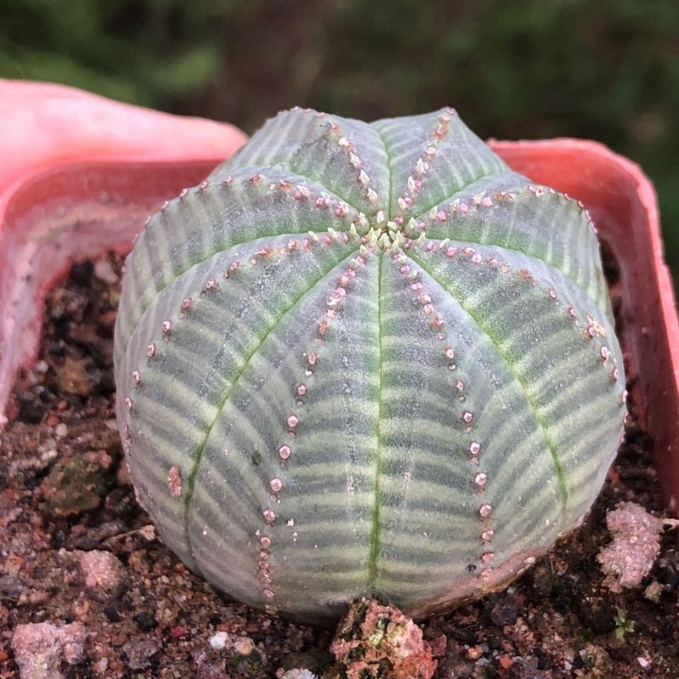 品种大全丨30个仙人球品种图鉴，每个都可爱肉萌到想要全部搬回家