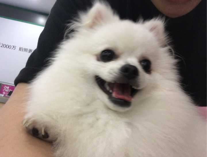 博美的肠胃好不好,博美肠胃不好吃什么药