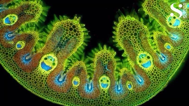 跳蚤在显微镜下长什么样,把显微镜放大40亿倍