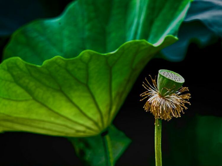 荷叶田田垂柳依依,荷叶田田杨柳依依