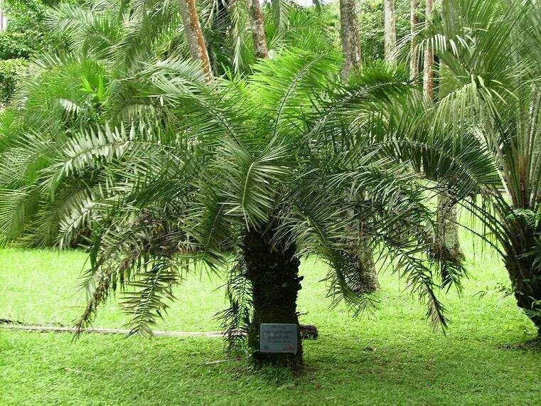 自学木艺雕刻工具,自学木雕工具