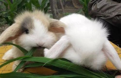 关于兔子有什么迷信吗,兔子误区