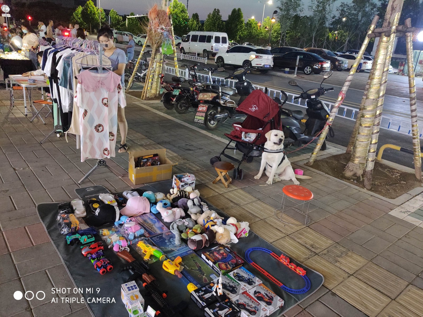 养两只拉布拉多是怎样的体验,养只拉布拉多能收获多种体验