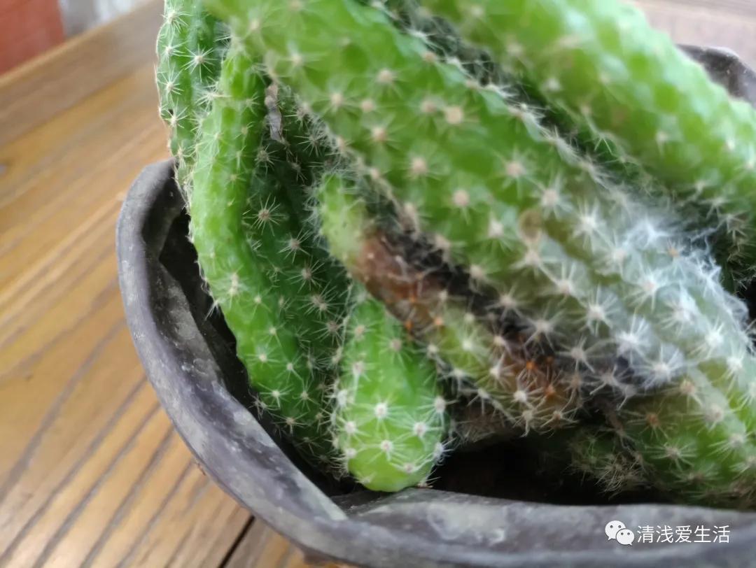 花13元多新入了一盆白檀毛毛虫，拆快递很满意，打开后很无奈