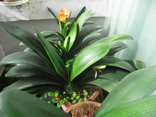 养花根太细是怎么回事,养花烂根是怎么回事