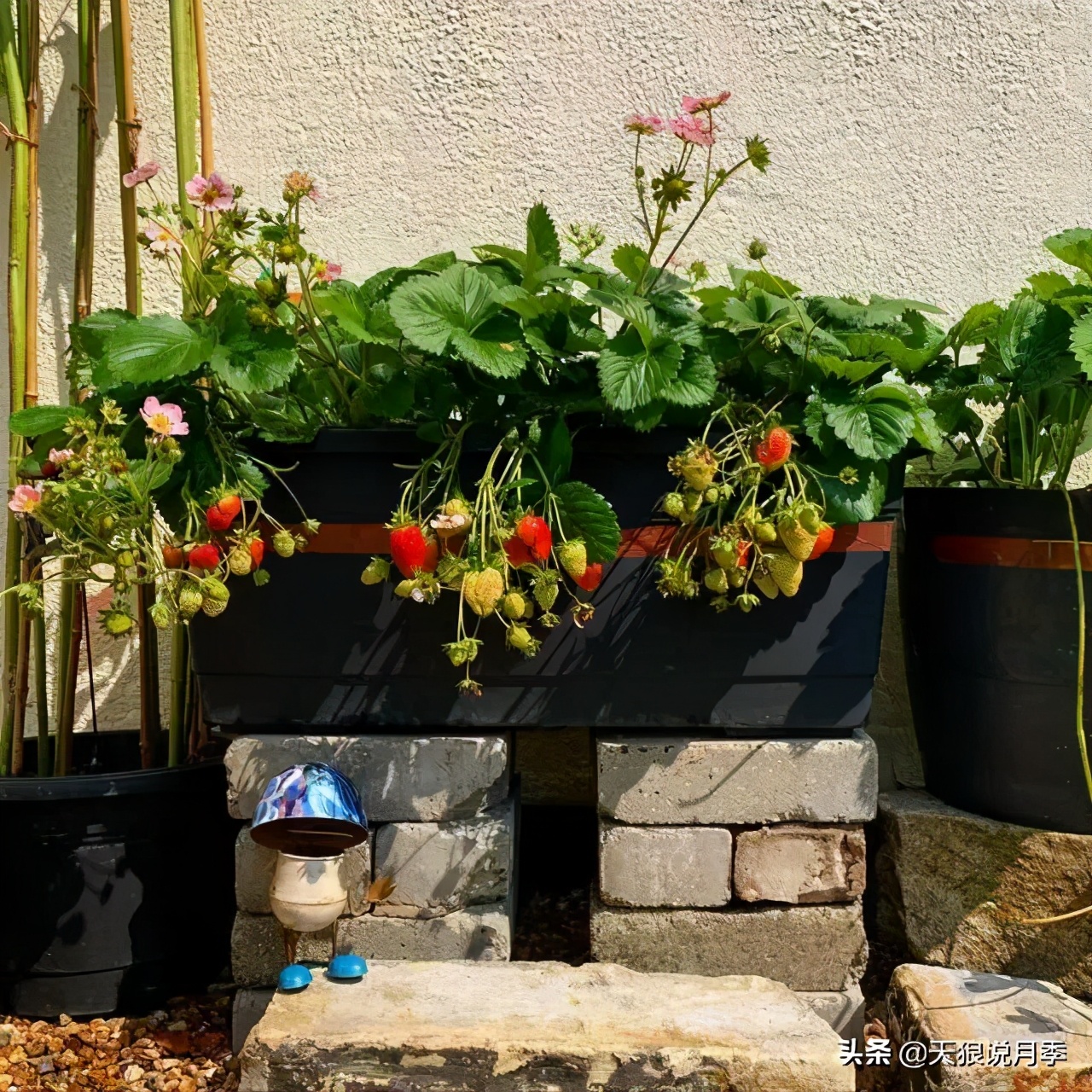 草莓防寒的方法,草莓熟了怎么保护