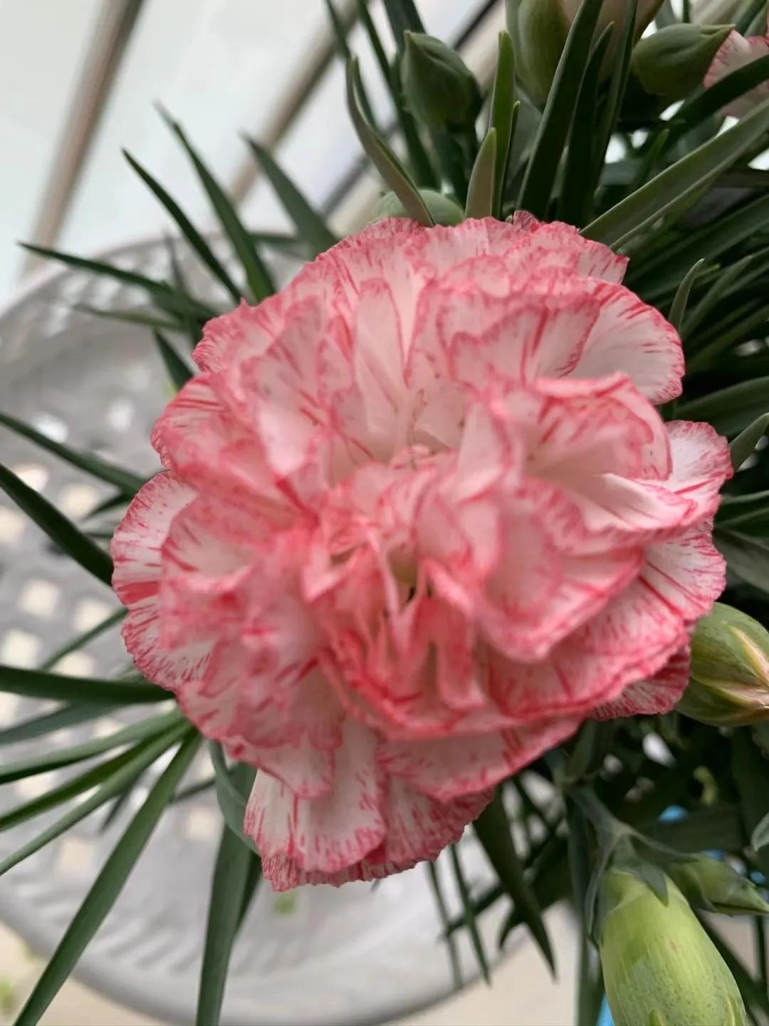 天府新区2024年小学春季开学,天府新区华阳小学2018毕业典礼