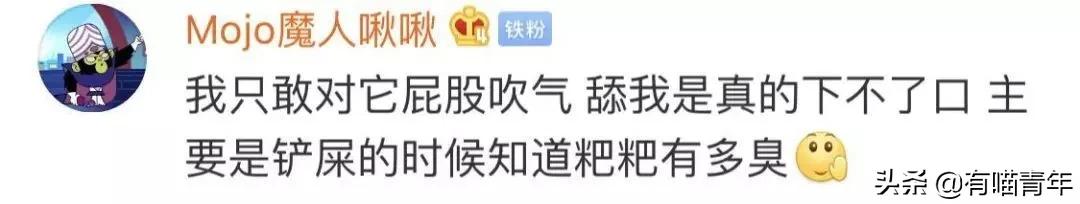 长毛猫撸猫毛工具,哪种撸猫毛的工具好用