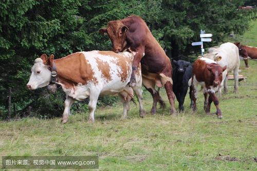 牛人工授精真的那么好吗，养母牛必看！
