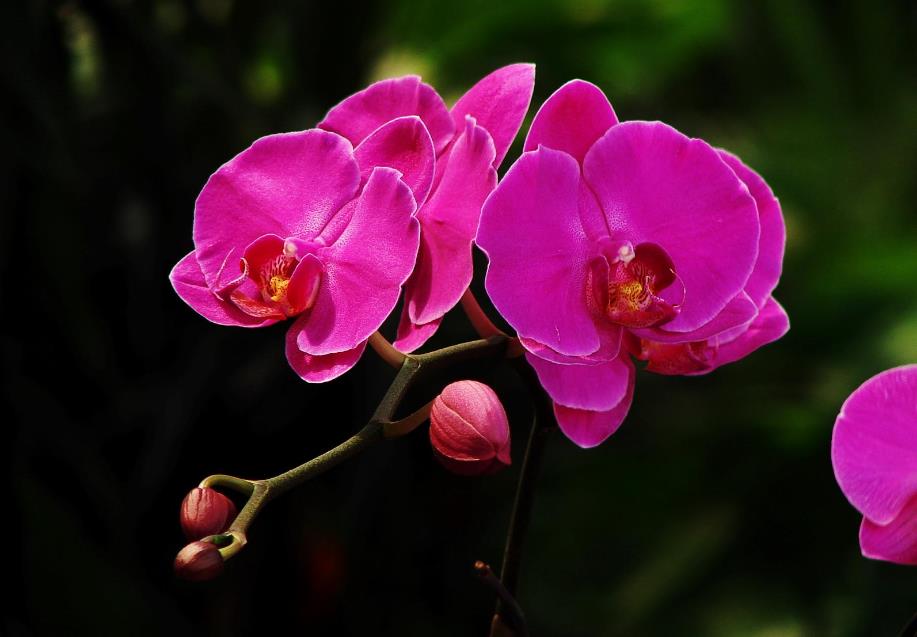 仿真兰花高档上档次,兰花上档次