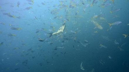 帕劳岛自由行潜水,帕劳水母湖自由潜视频