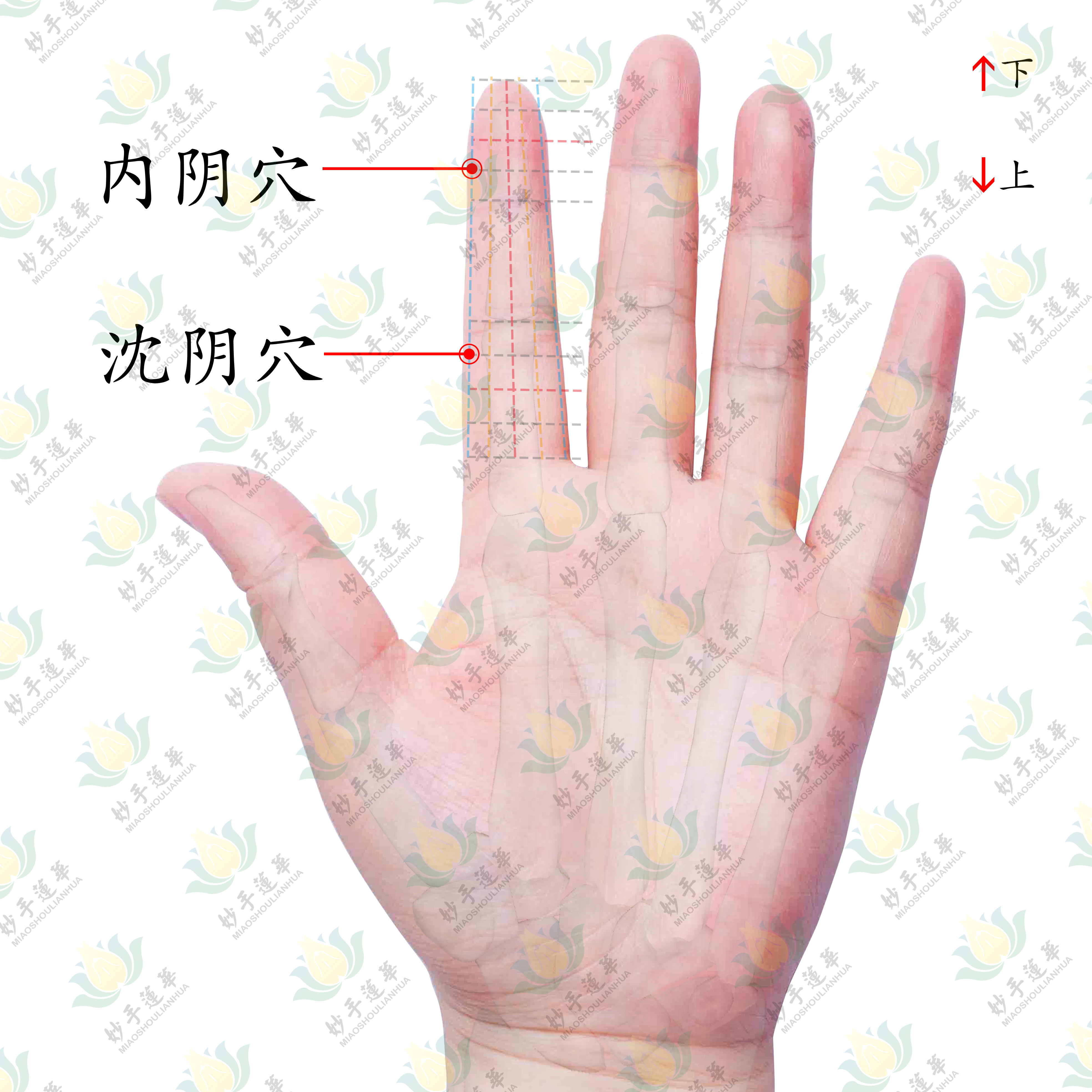 男生女生的好伙伴-内阴穴、沈阴穴