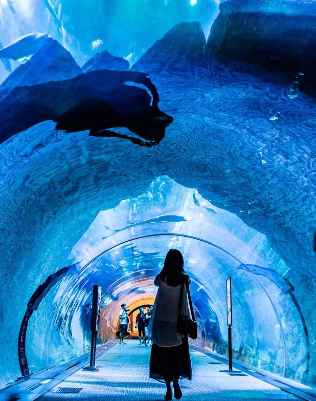 迪拜喷泉旅游攻略,迪拜水族馆游玩攻略