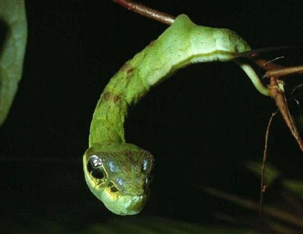 这个技能我服气!影帝级别的毛毛虫,遇到危险秒变毒蛇