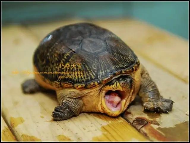 凶猛一点的新手龟,凶猛的龟都有什么品种