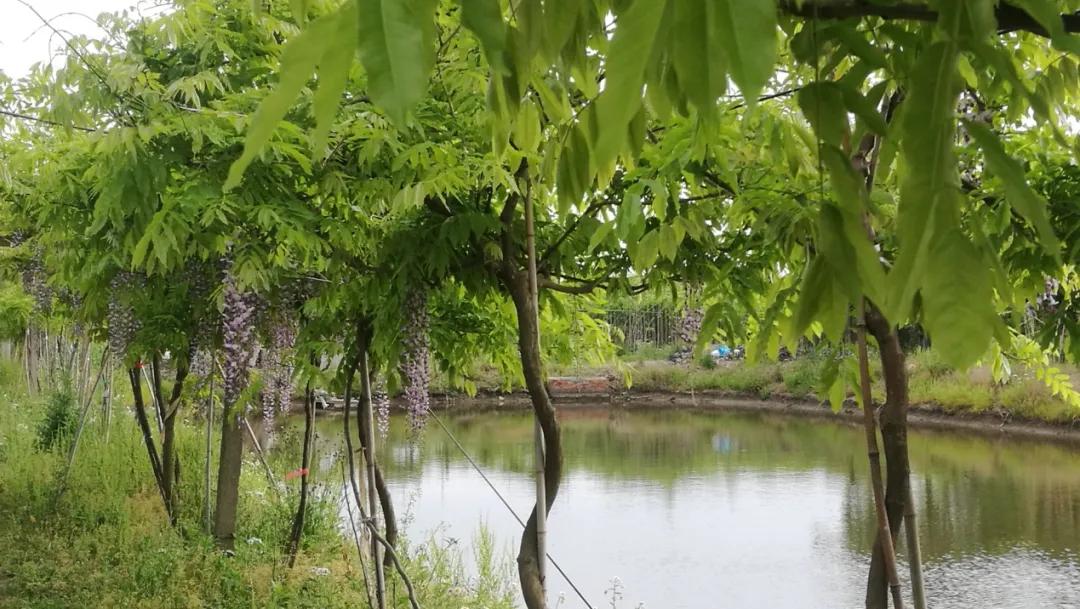 网红古树紫藤花,网红紫藤花