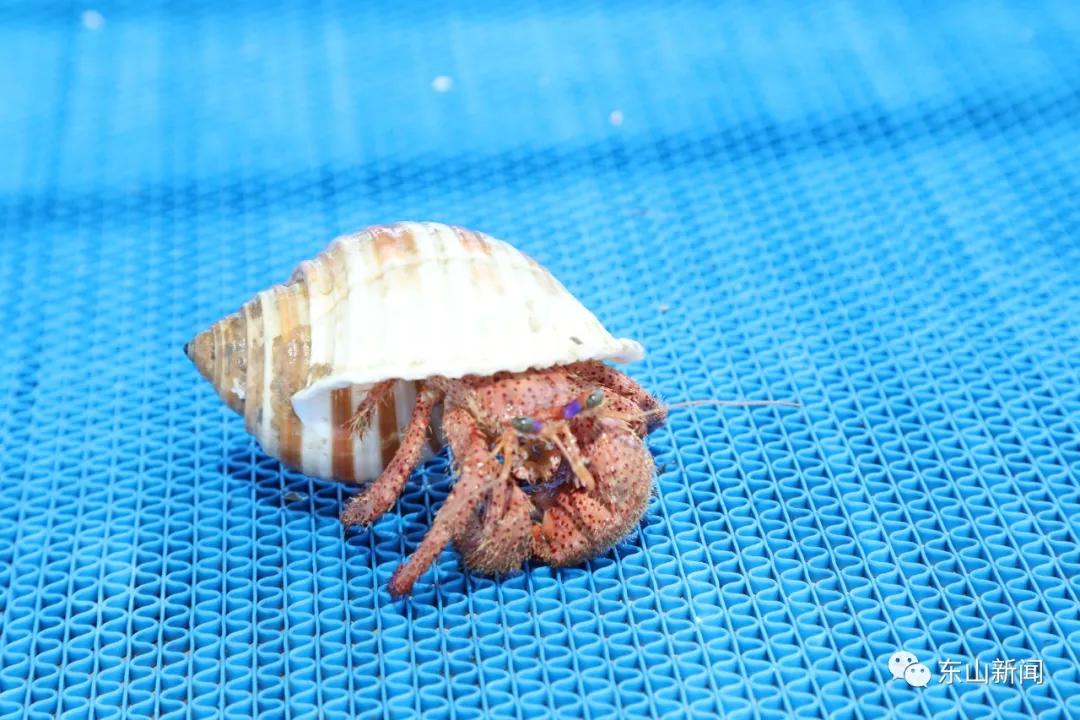 海上去哪玩,东山岛海边哪里有螃蟹抓
