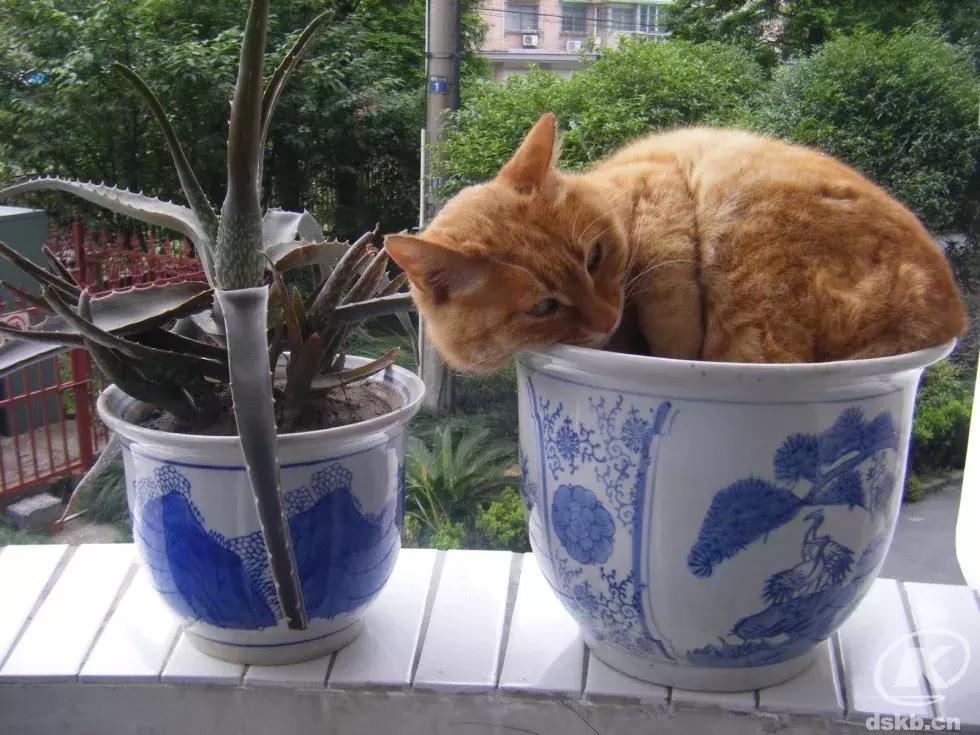 网友哭了：抓破沙发、抓坏窗帘，猫咪为什么那么喜欢到处磨爪子？