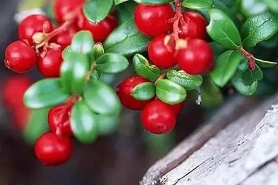 祛斑难还是美白难,祛斑必须要知道的事