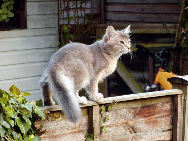 名贵猫咪的品种及图片大全,十大名贵猫咪品种排行榜