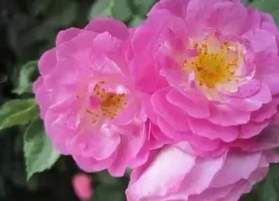 摄影艺术100种花的花语太全了,100种花卉和花语